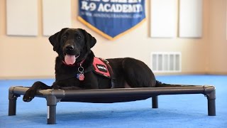 Frankie Labrador Retriever Psychiatric Service Dog Demonstration [upl. by Llerdnam]