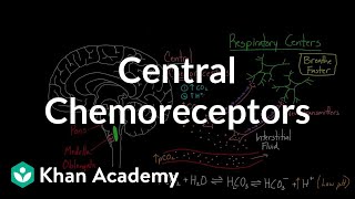 Central chemoreceptors  Respiratory system physiology  NCLEXRN  Khan Academy [upl. by Acisej947]