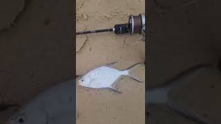 Nice Session at The Beach Using Metal Vibes sportfishing beachfishing shorts [upl. by Ahiel]