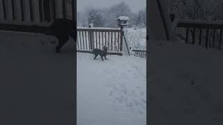 Happis first snow puppies dogshorts dogsofyoutubeshorts [upl. by Cletis608]