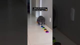 Eu nunca superei esse vídeo HAHAHAHgatocinza gatosfofos amogatos gatosdoinstagram trigatos [upl. by Notffilc30]