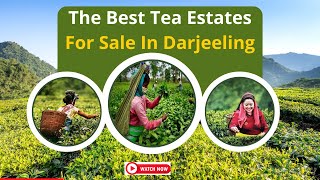 The Best Tea Estates For Sale in Darjeeling [upl. by Maximilien]