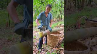 Bamboo Forest Exploration How to Harvest and Process Bamboo Properly [upl. by Kulda]