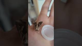 Moth drinking water 🦟ytshorts bugslife buglovers [upl. by Matilde]