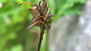 Coreus marginatus the dock bug [upl. by Spear485]