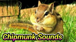 Chipmunk sound effects chipmunk sound to make them come to you [upl. by Tiphani176]