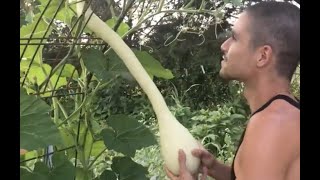 VLOG  Harvesting Our First Zucchini Rampicante [upl. by Figueroa]