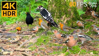 Cat TV for Cats to Watch 😺🐦‍⬛ The Cutest Birds in the Forest 🐿 8 Hours 4K HDR 60FPS [upl. by Reube69]