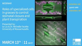 Roles of specialized cells in grasses to control stomatal closure and plant transpiration [upl. by Blaire]