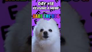 Reviving A Classic Meme Every Day  Episode 18  Gabe The Dog memes [upl. by Fairweather833]