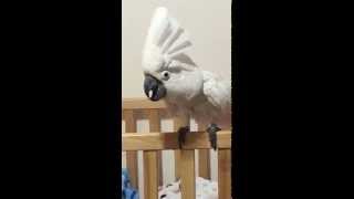 Cockatoo bird acting and barking like a dog [upl. by Adolfo301]