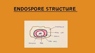 Structure of Endospore [upl. by Airot]