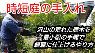 【庭の時短手入れ】手間を掛けないで庭を綺麗にするやり方を実践で紹介 [upl. by Adniroc]