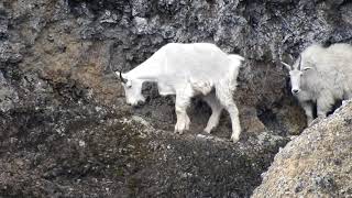 Mountain Goat Rock Climbers [upl. by Anaitsirc297]