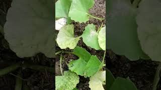 nature herbs amazing waterhyssop brahmi [upl. by Llednek283]