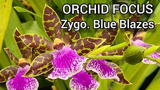 Orchid Focus Zygopetalum Blue Blazes care and cultivation [upl. by Leveridge]