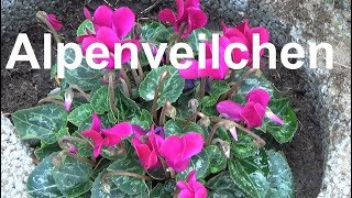 Alpenveilchen pflegen pflanzen düngen gießen Standort überwintern Cyclamen [upl. by Matty]