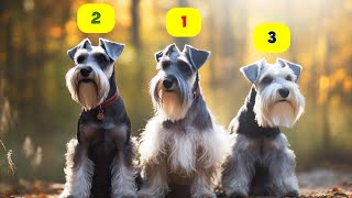 SCHNAUZER TYPES  5 TYPES OF SCHNAUZERS [upl. by Euqinad]