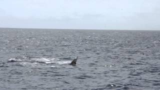 Beaked whale breaching [upl. by Letnom]