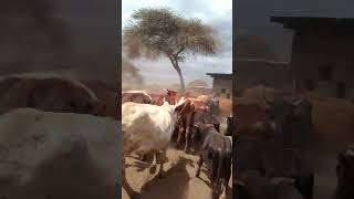 Herding cows oltepesi area😍🥳 [upl. by Eyla]