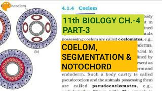 Class 11 BiologyCh4 Part3Coelomsegmentation amp notochordStudy with Farru [upl. by Nivac]