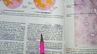 Revision of embryology of respiratory system part2 [upl. by Mayram]