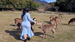 Nara Deer Park Japan  Walk [upl. by Jemina707]