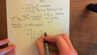 Palmitoylation of Proteins Part 1 [upl. by Eelarak247]