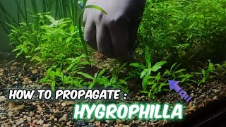 How to propagate HYGROPHILA plant in aquarium 🌱  Hygrophila Propagation  LushAqua [upl. by Enohpesrep705]