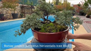 Bonsai project Juniperus Horizontalis Icee Blue [upl. by Camus]