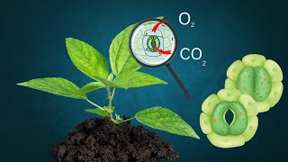 Gaseous Exchange in plants Gaseous Exchange types Biology [upl. by Bogart]