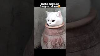 A winking cat😉💕 Funny cat videos😂 catanimalspetsfunnycutecatlovershorts [upl. by Dnalsor555]