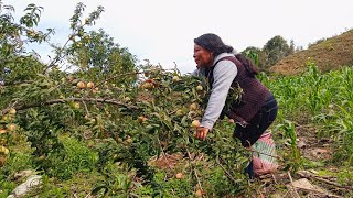 Me fui Al Campo A Cortar Duraznos La Fruta Mas Sabrosa de temporada [upl. by Ludewig]