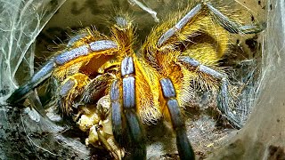 Tarantula Attack  Feeding Video 14 [upl. by Mathias]