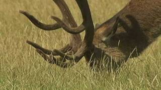 Irate man chases Fenton the dog in Richmond Park [upl. by Inat]