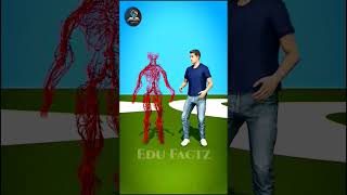 How Long Are Your Blood Vessels 3D Animation shorts [upl. by Behl]