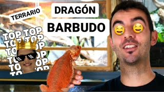 TERRARIO para POGONA vitticeps 🏜 Dragon barbudo 🐉 [upl. by Small]