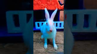 kaisa laga funny bunny 🐰 [upl. by Naillimixam359]