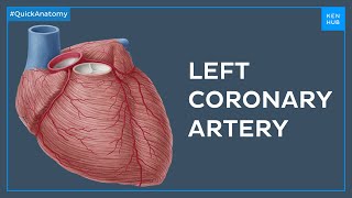 Left coronary artery and its branches  Quick Anatomy  Kenhub [upl. by Ewall]