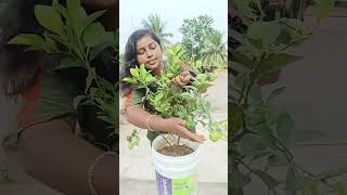 আমার ছাদ বাগানে লেবু ধরেছে 🥳🥳🥳 prakriti pari gardening minivolg 90 [upl. by Ruscher]