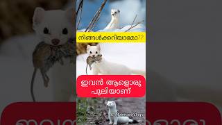 Intresting Facts About Stoats  Stoat Facts Malayalam  Rabbit Hunter shorts youtubeshorts facts [upl. by Wellesley]