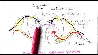 Peripheral nervous system  PNS  Autonomous nervous system  Bio science [upl. by Harneen]