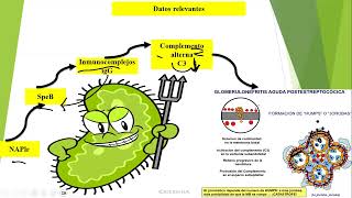 Glomerulonefritis postestreptocócica fisiopatología [upl. by Arriat353]