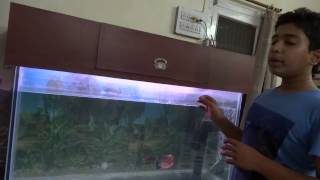 Procedure To Breed Flower Horn Fish In Aquarium HD [upl. by Donata]