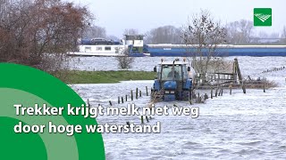 Trekker krijgt melk niet weg door hoge waterstand [upl. by Orson]