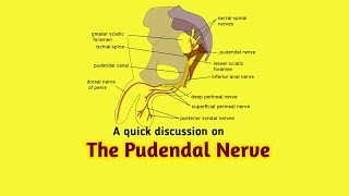 PUDENDAL NERVE ANATOMY AnatomyHub [upl. by Rosenblast]