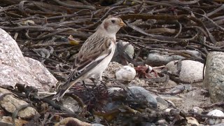 Snow Bunting Eastern Green beach Penzance Cornwall [upl. by Kuth]