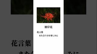 儚い花言葉 花言葉 [upl. by Haila]