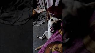 Godu baire jabe😡dailyshortsanimalsutubevideodogloverdogshortspuppydogdailyvlogsaswanth [upl. by Kendricks]