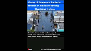 Cases of dangerous bacteria doubled in Florida following Hurricane HeleneShorts [upl. by Idyh833]